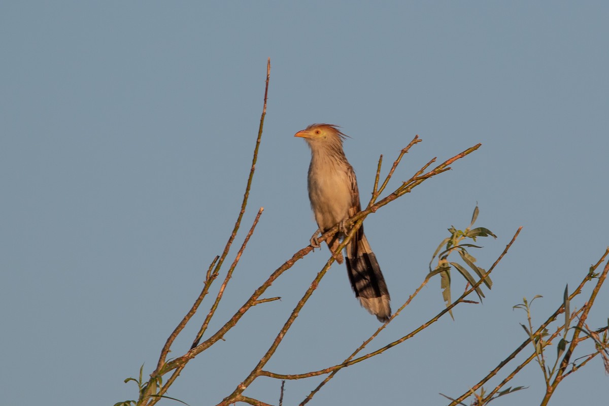 Guira Cuckoo - ML316595481