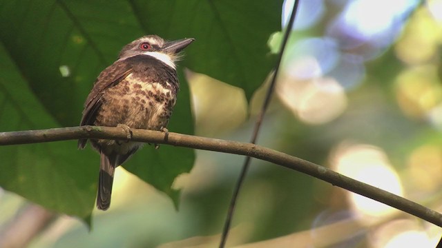 Sooty-capped Puffbird - ML316595691