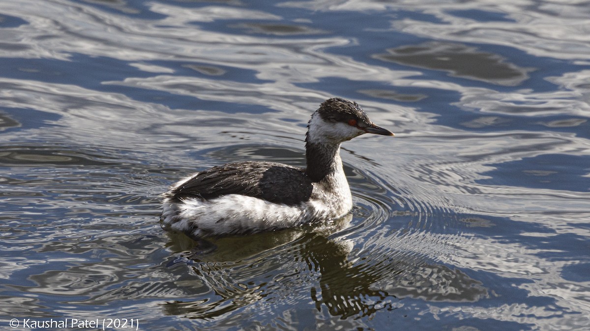 Horned Grebe - ML316595951