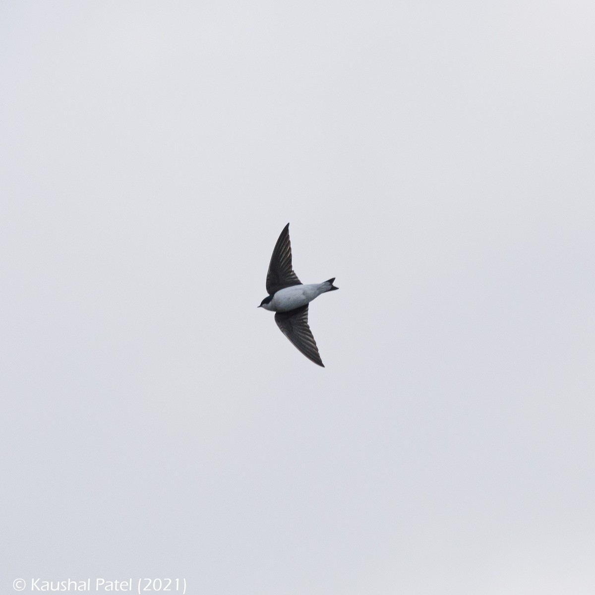 Tree Swallow - ML316596221