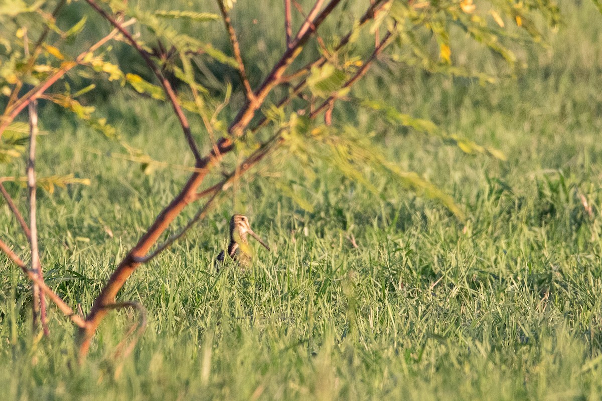 Pantanal Snipe - Ana Merlo