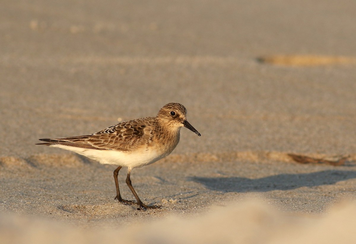 Baird's Sandpiper - ML31659791