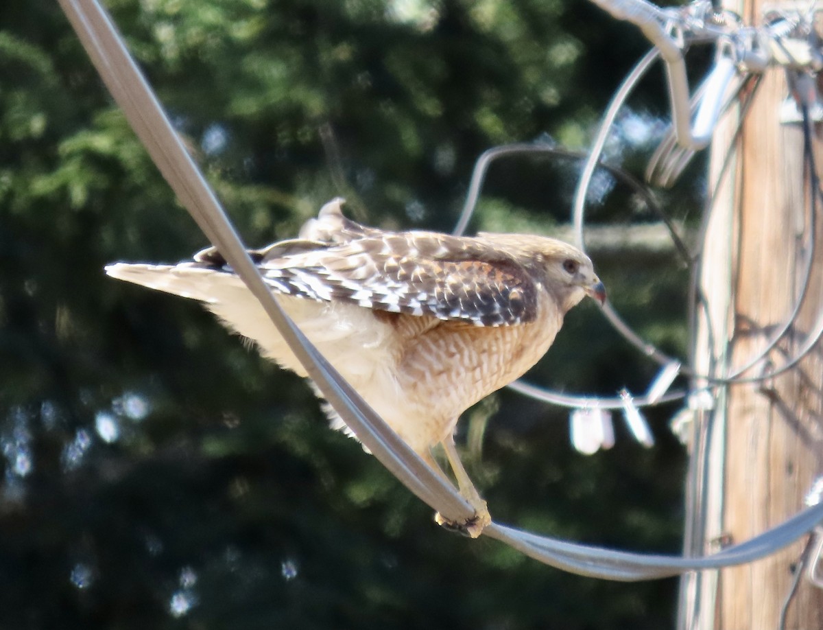 Red-shouldered Hawk - ML316598061