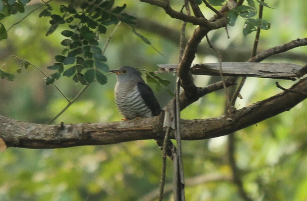 Indian Cuckoo - ML316598431