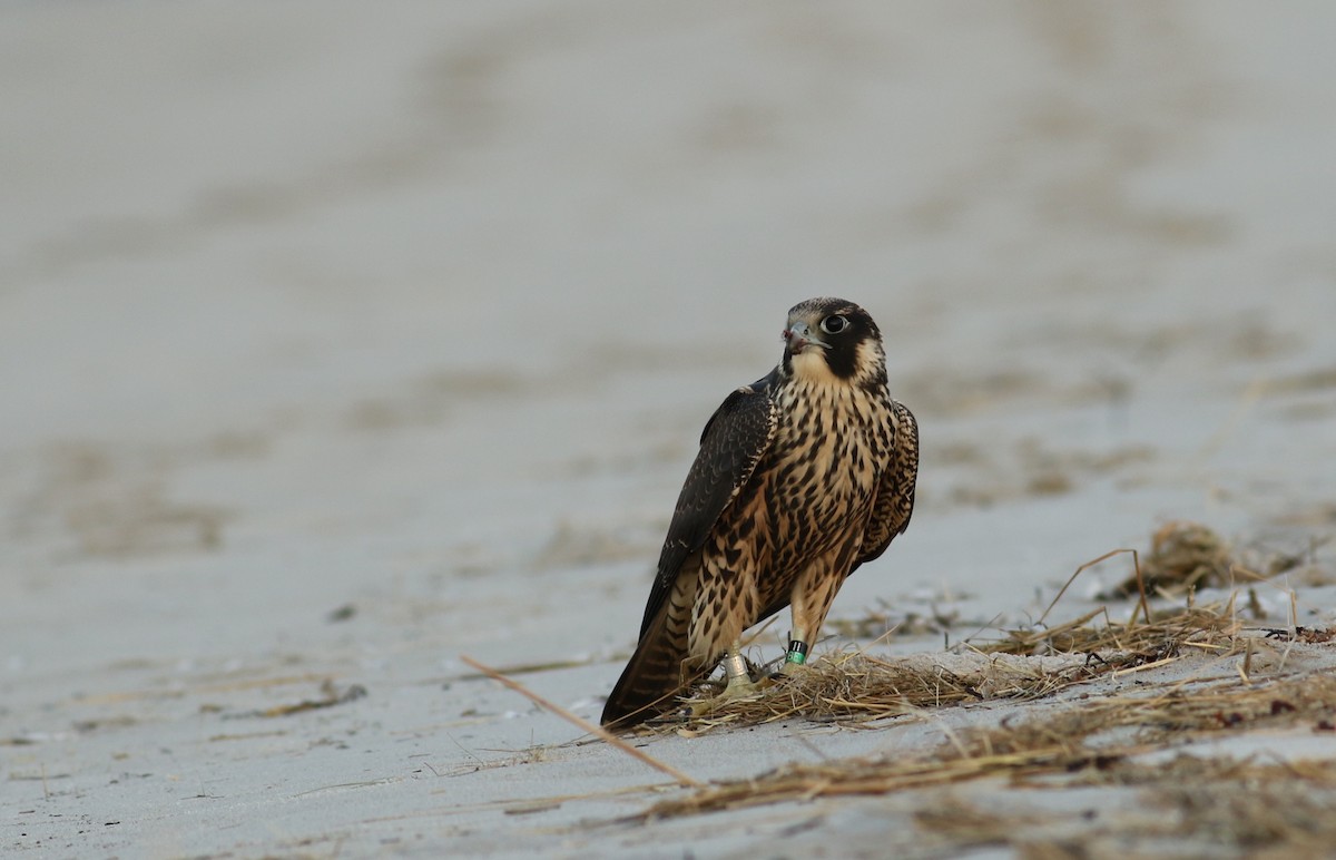 Peregrine Falcon (North American) - Nathan Dubrow