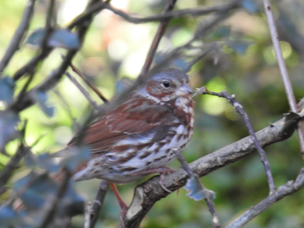 Fox Sparrow - ML316598691