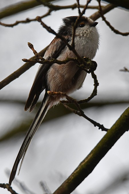 Long-tailed Tit - ML316599911