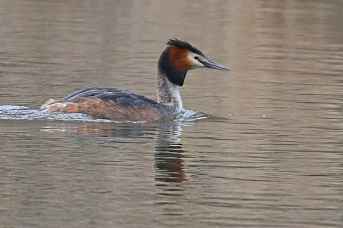Great Crested Grebe - ML316600401
