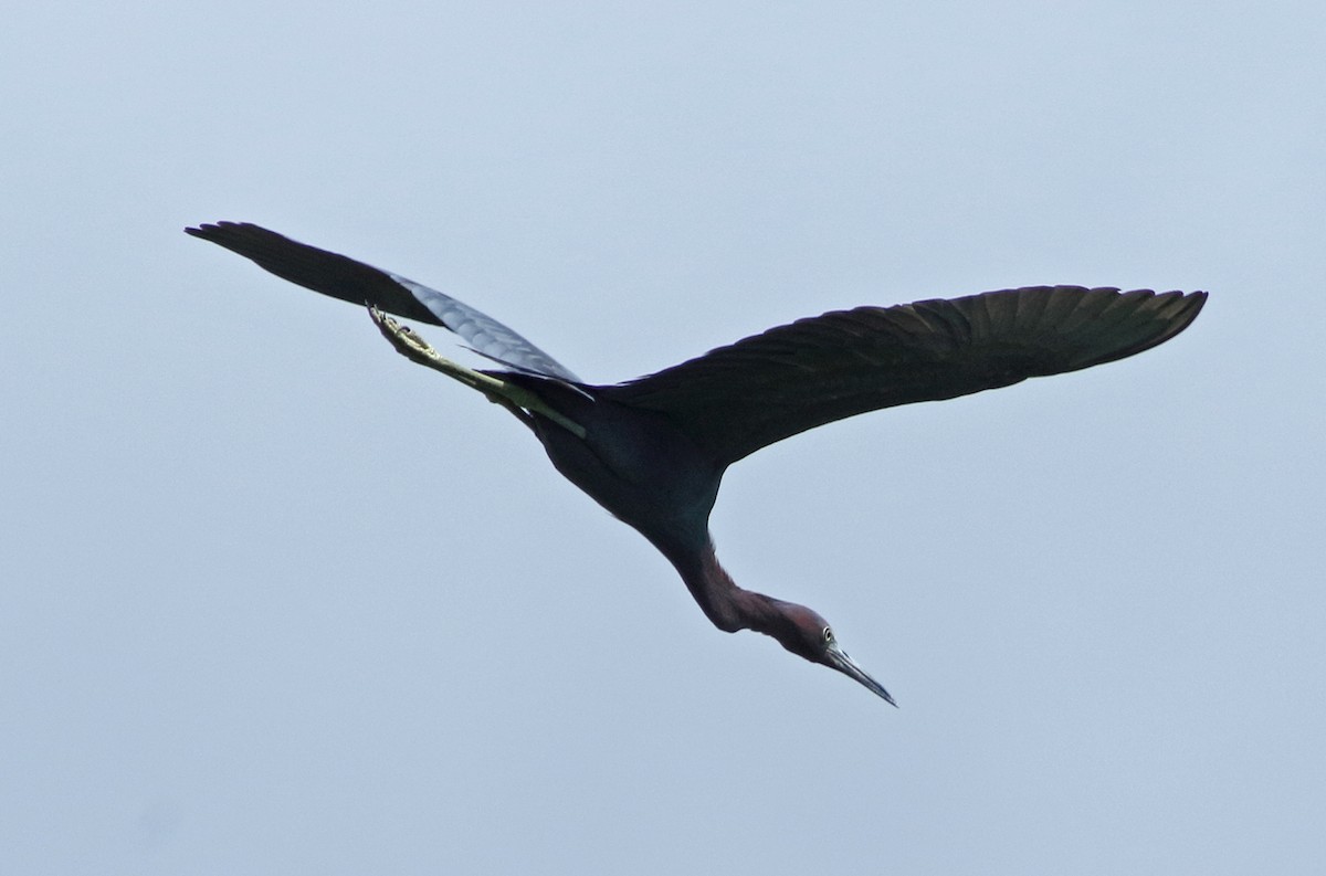 Little Blue Heron - ML31660091