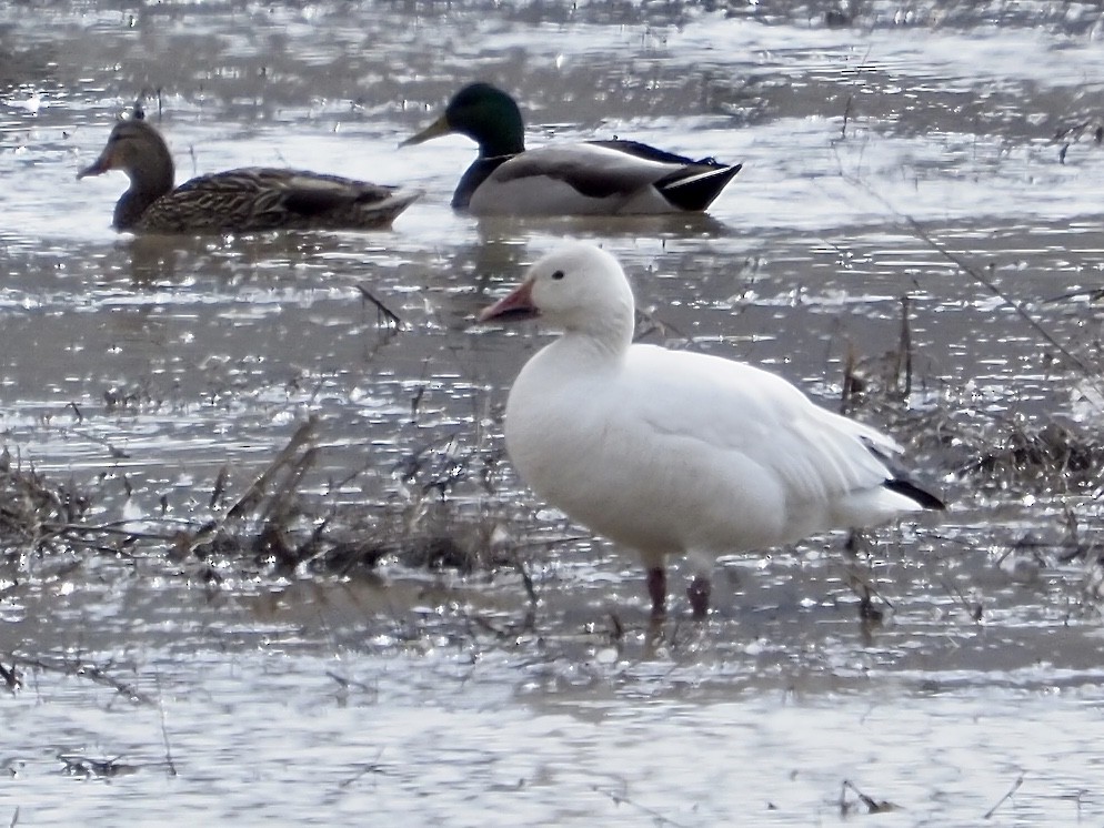 Snow Goose - ML316603201