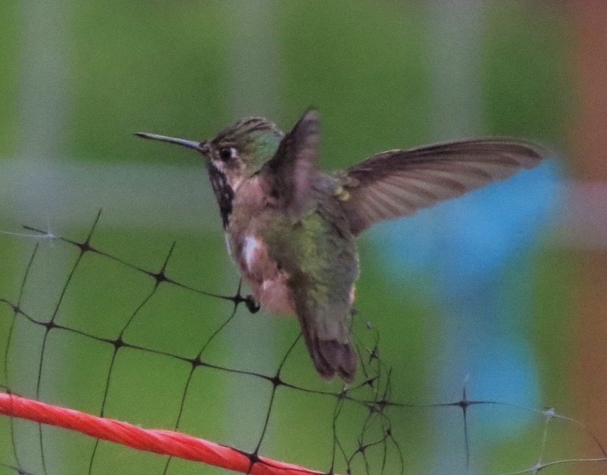 Calliope Hummingbird - ML31660591