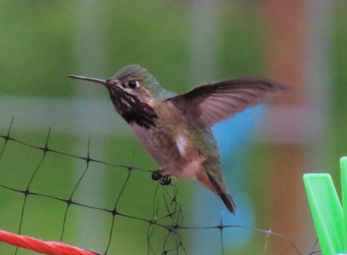 Calliope Hummingbird - ML31660601