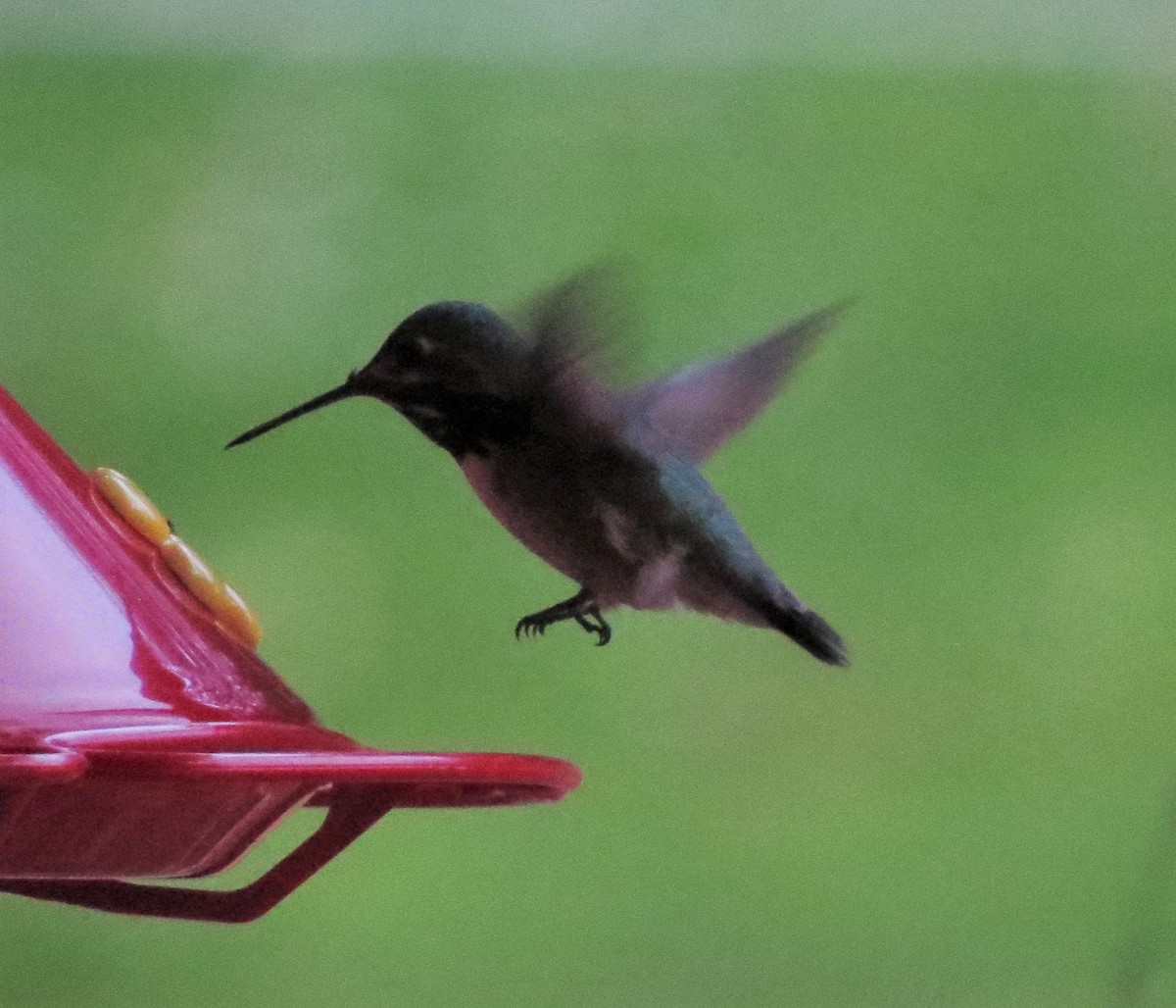 Calliope Hummingbird - ML31660621