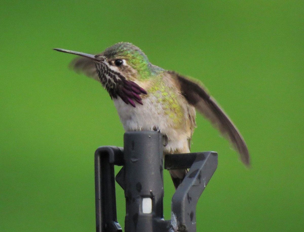 Calliope Hummingbird - ML31660641