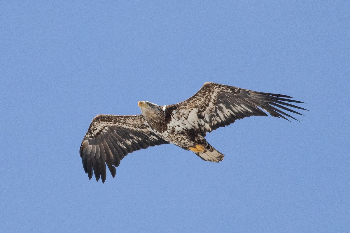 Bald Eagle - ML316606481