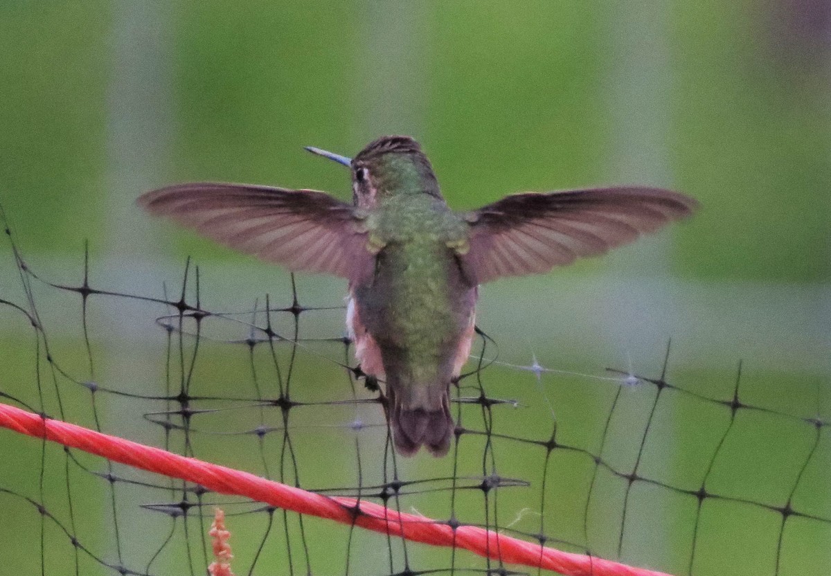 Calliope Hummingbird - ML31660661