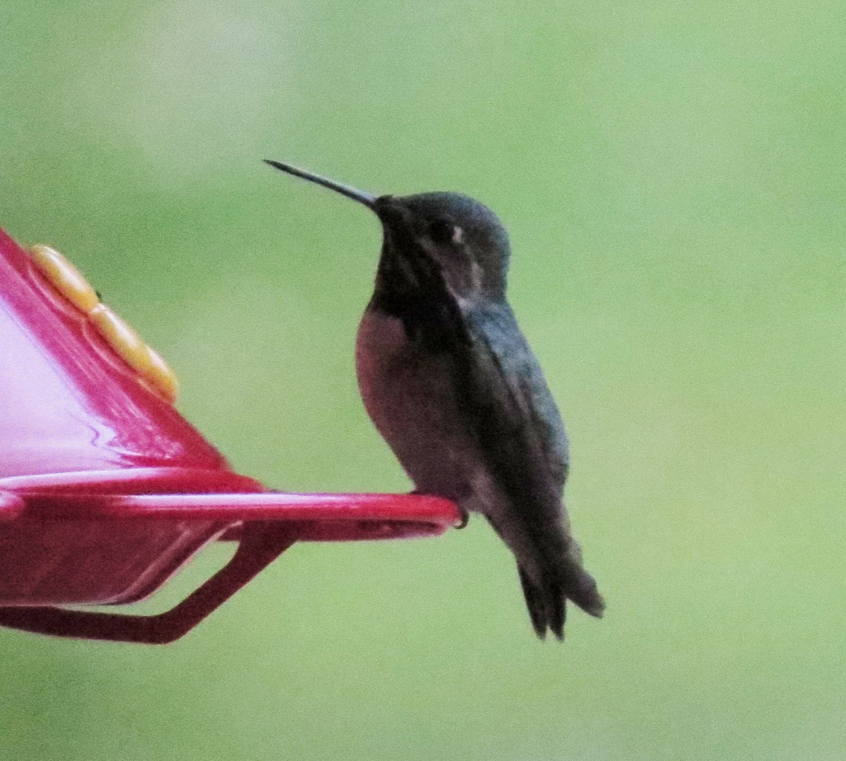 Calliope Hummingbird - ML31660671