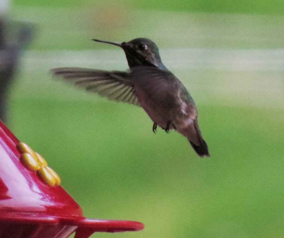 Calliope Hummingbird - ML31660681