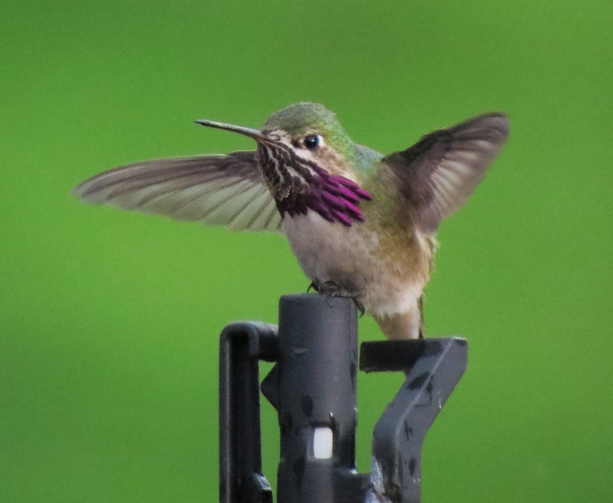 Calliope Hummingbird - ML31660691