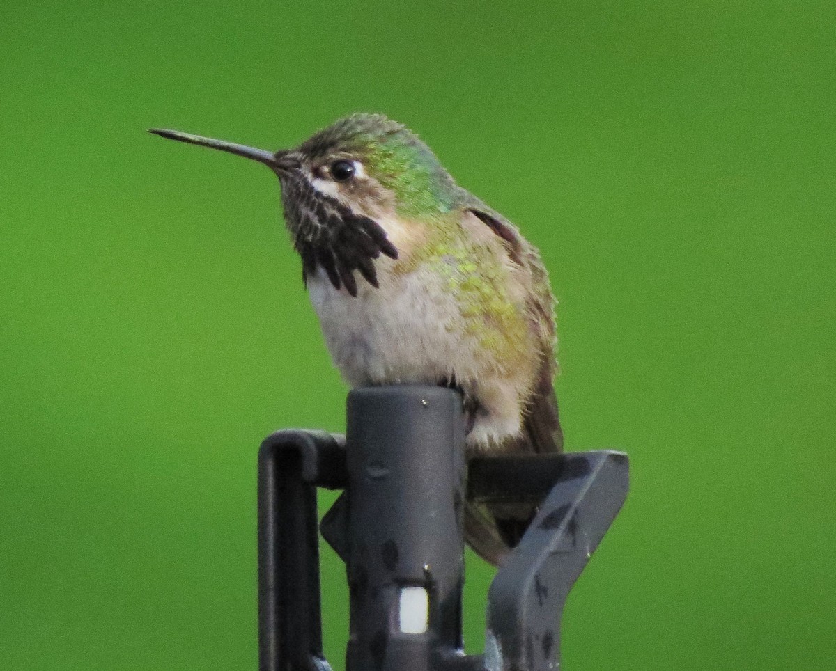 Calliope Hummingbird - ML31660721