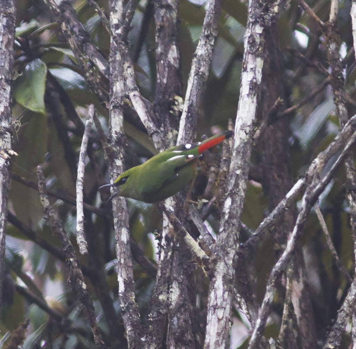 Fire-tailed Myzornis - ML316608051