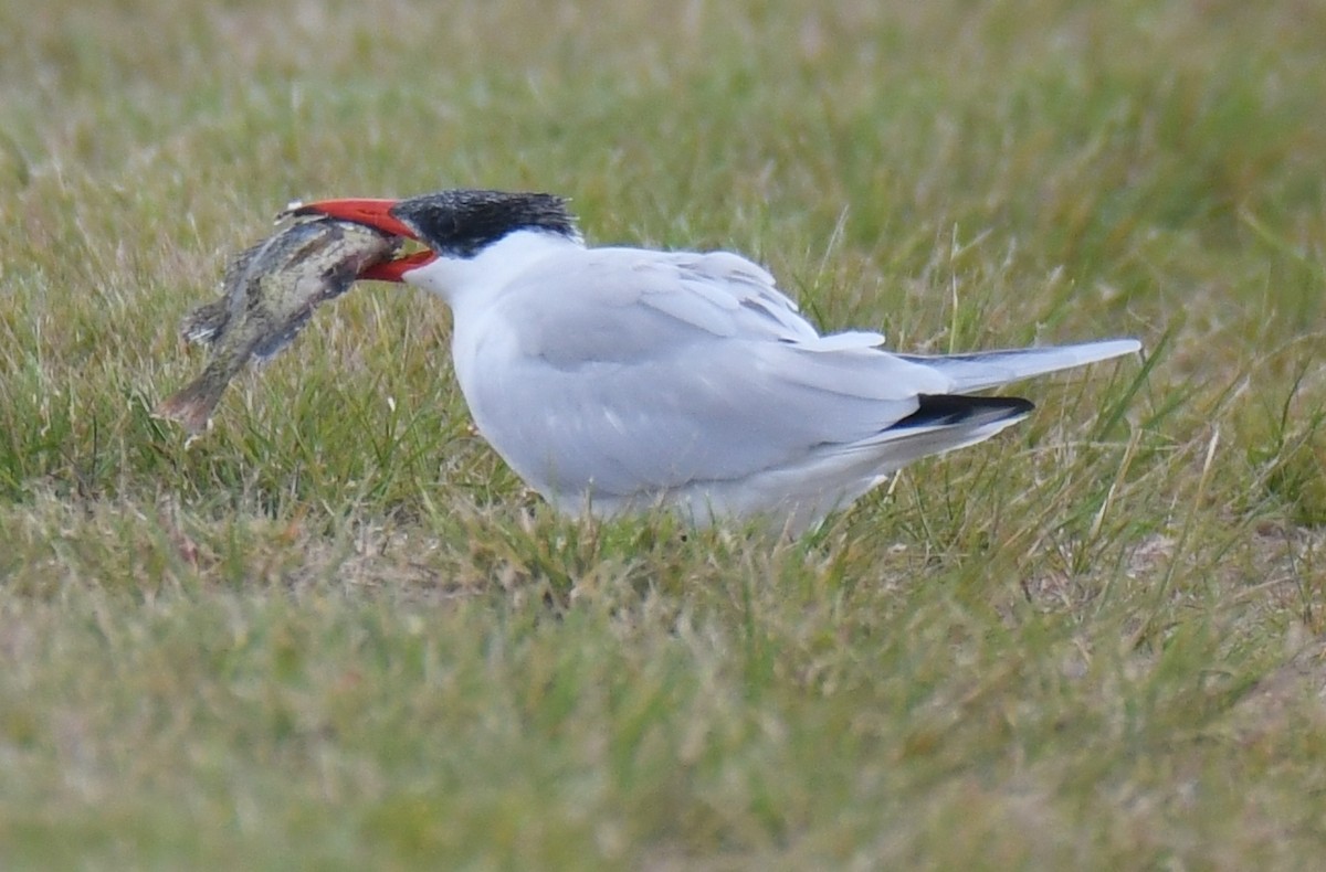 Caspian Tern - Ron Hirsch