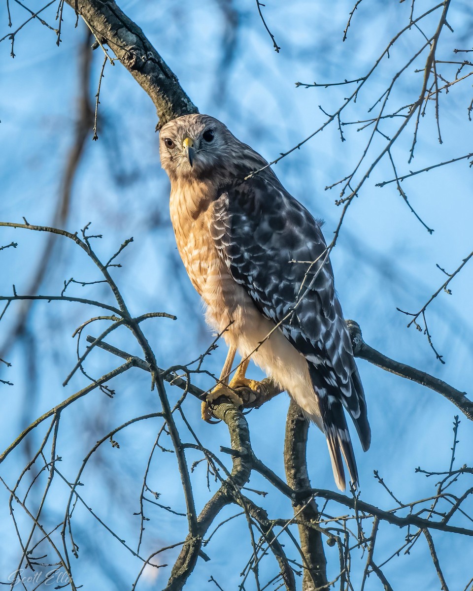 Red-shouldered Hawk - ML316608251