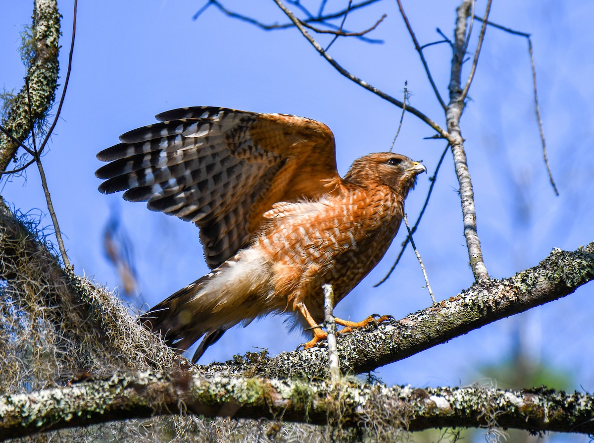 Red-shouldered Hawk - Pam Vercellone-Smith
