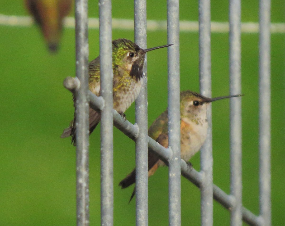 Calliope Hummingbird - ML31660901