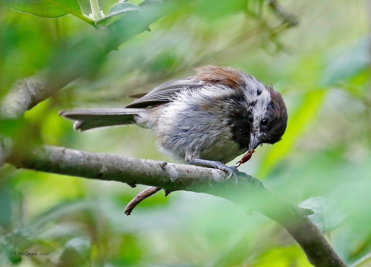 Chestnut-backed Chickadee - ML31660941