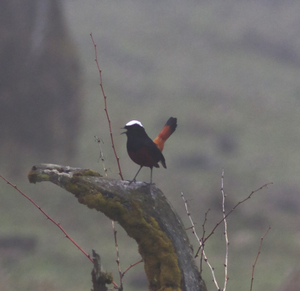 White-capped Redstart - ML316609571