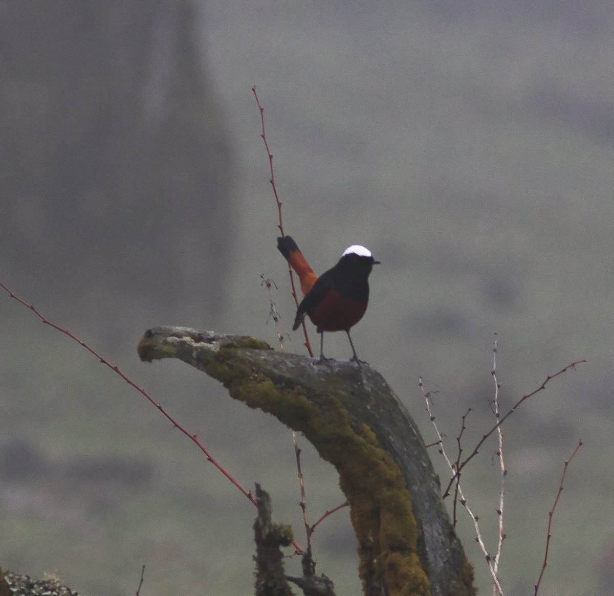 White-capped Redstart - ML316609591