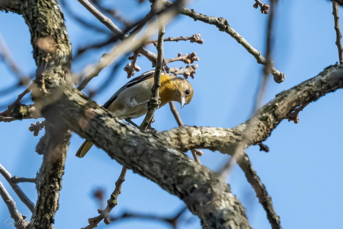 Baltimoretrupial - ML316609871