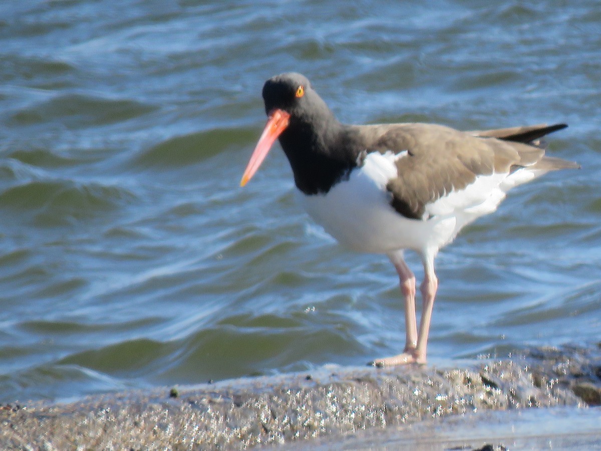 American Oystercatcher - ML316610501