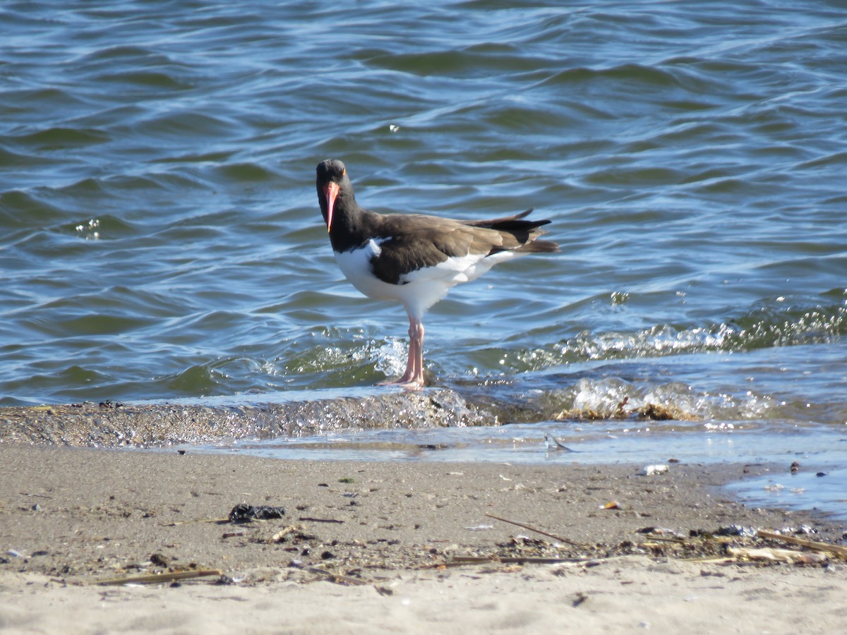 American Oystercatcher - ML316610701