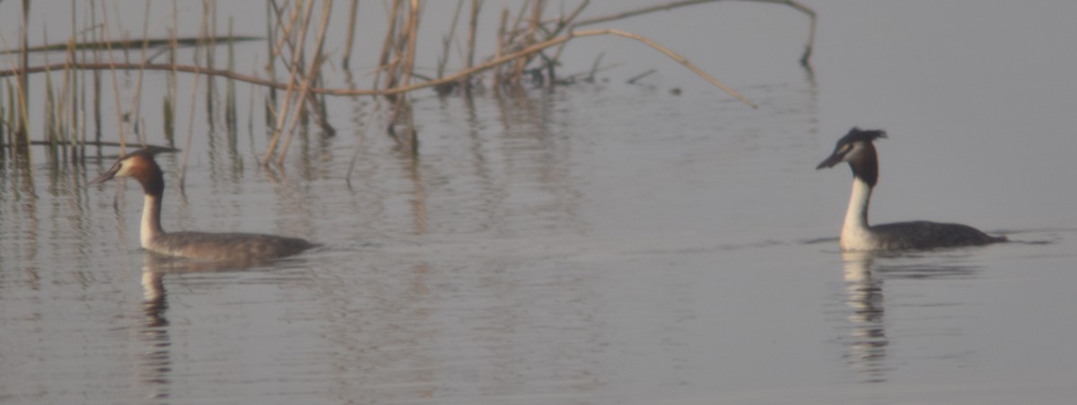 Great Crested Grebe - Metin Güzeliş