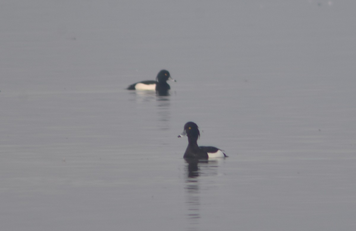 Tufted Duck - Metin Güzeliş