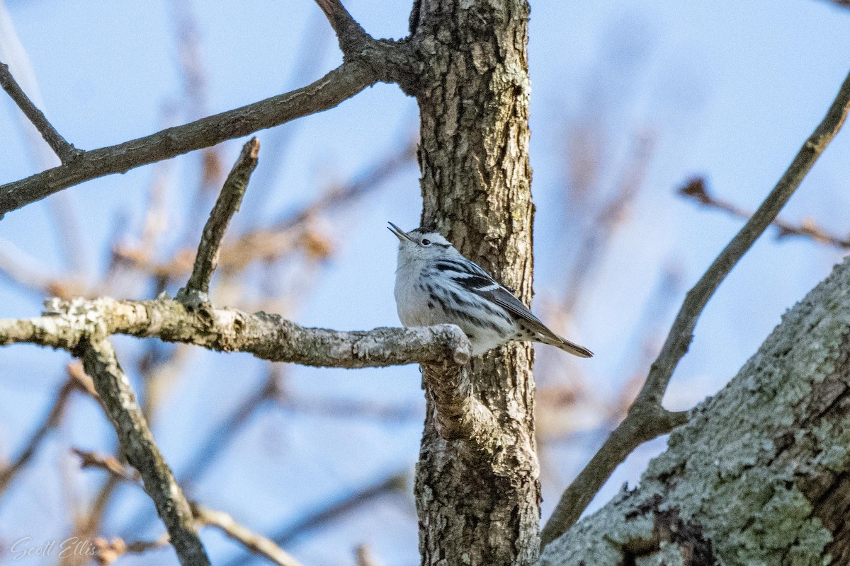 Black-and-white Warbler - Scott Ellis