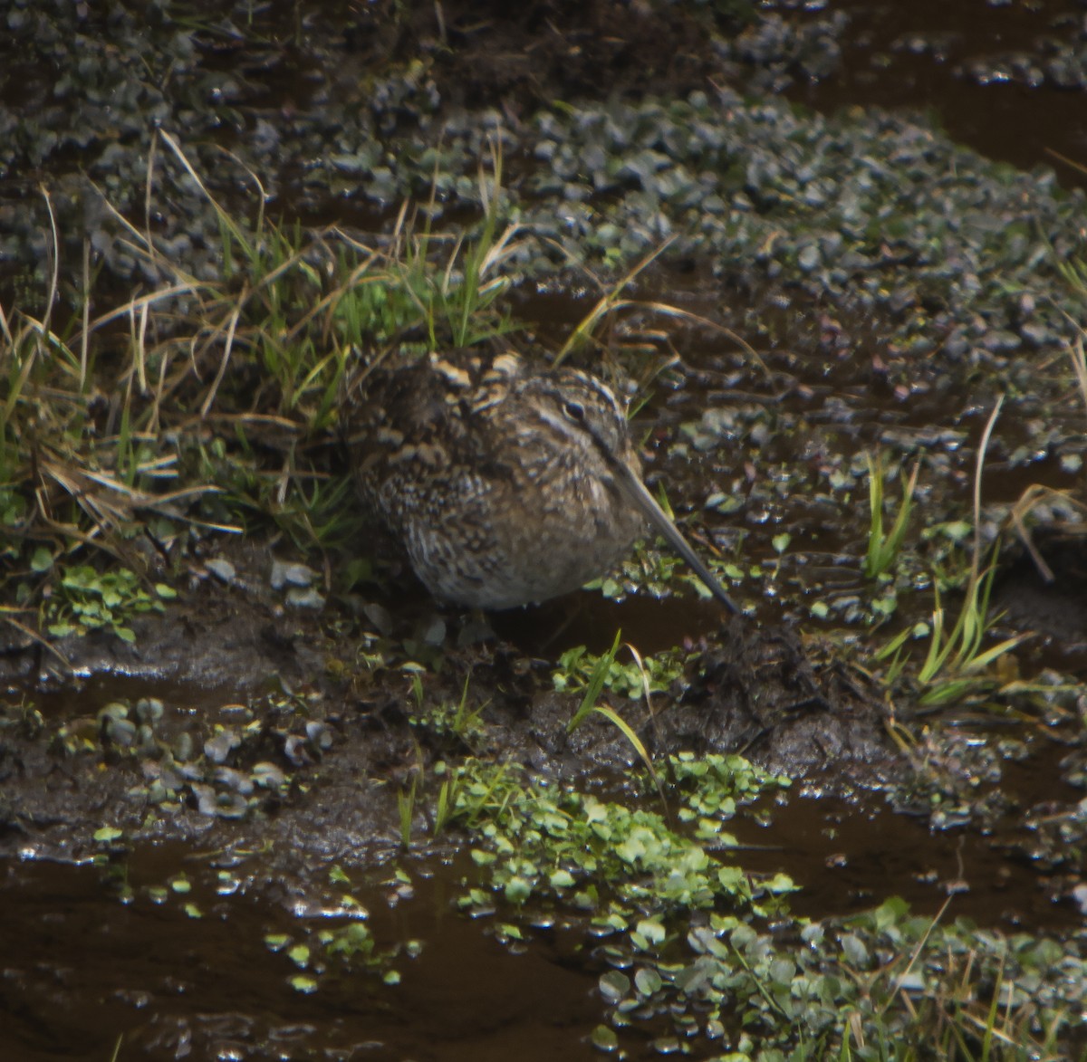 Өнчин хараалж - ML316611501