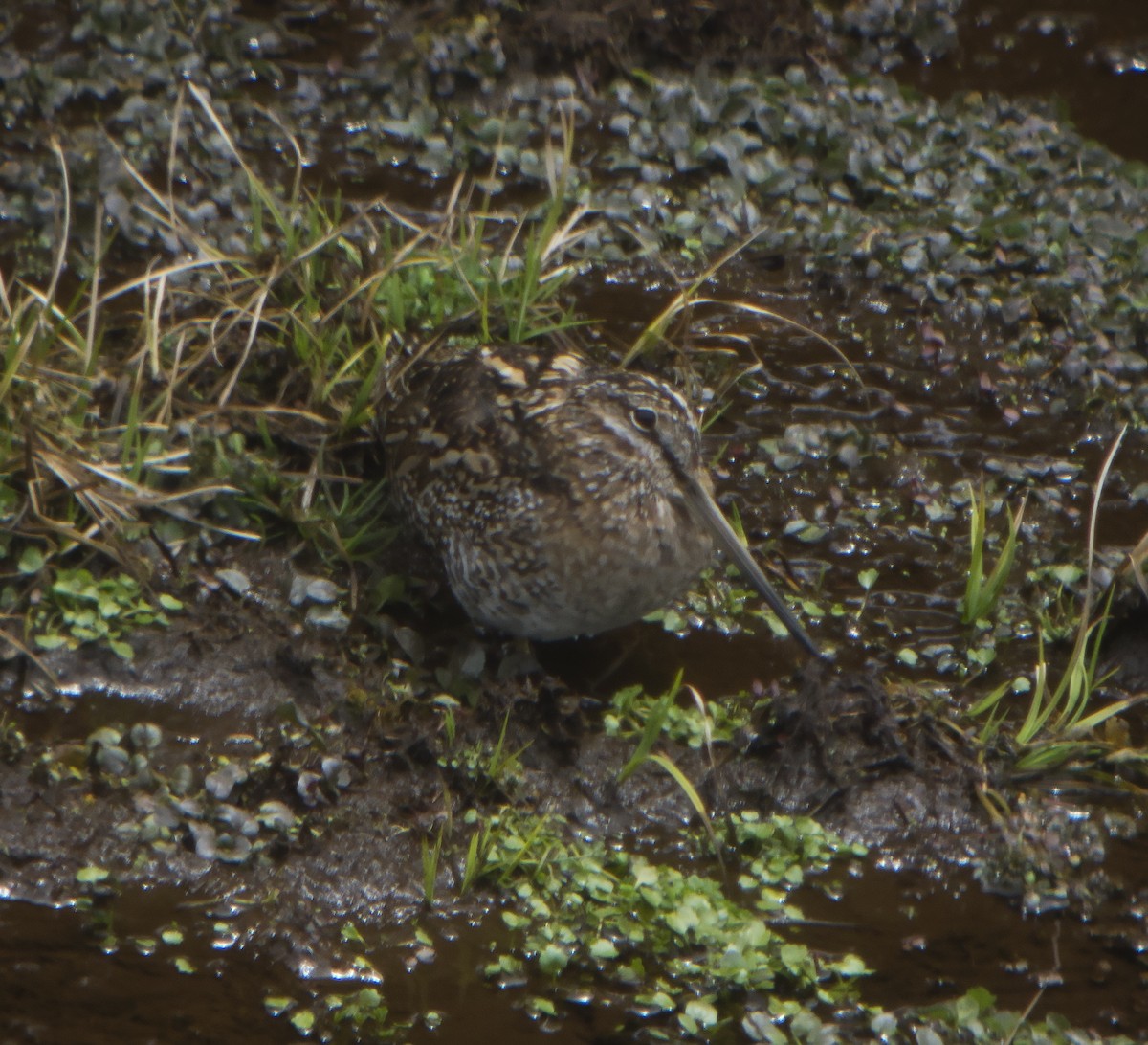 Өнчин хараалж - ML316611511