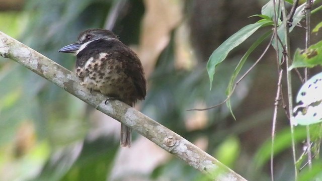 Sooty-capped Puffbird - ML316611681