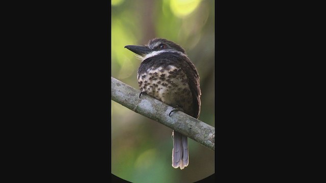 Sooty-capped Puffbird - ML316613271