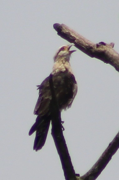 Yellow-headed Caracara - ML316613731