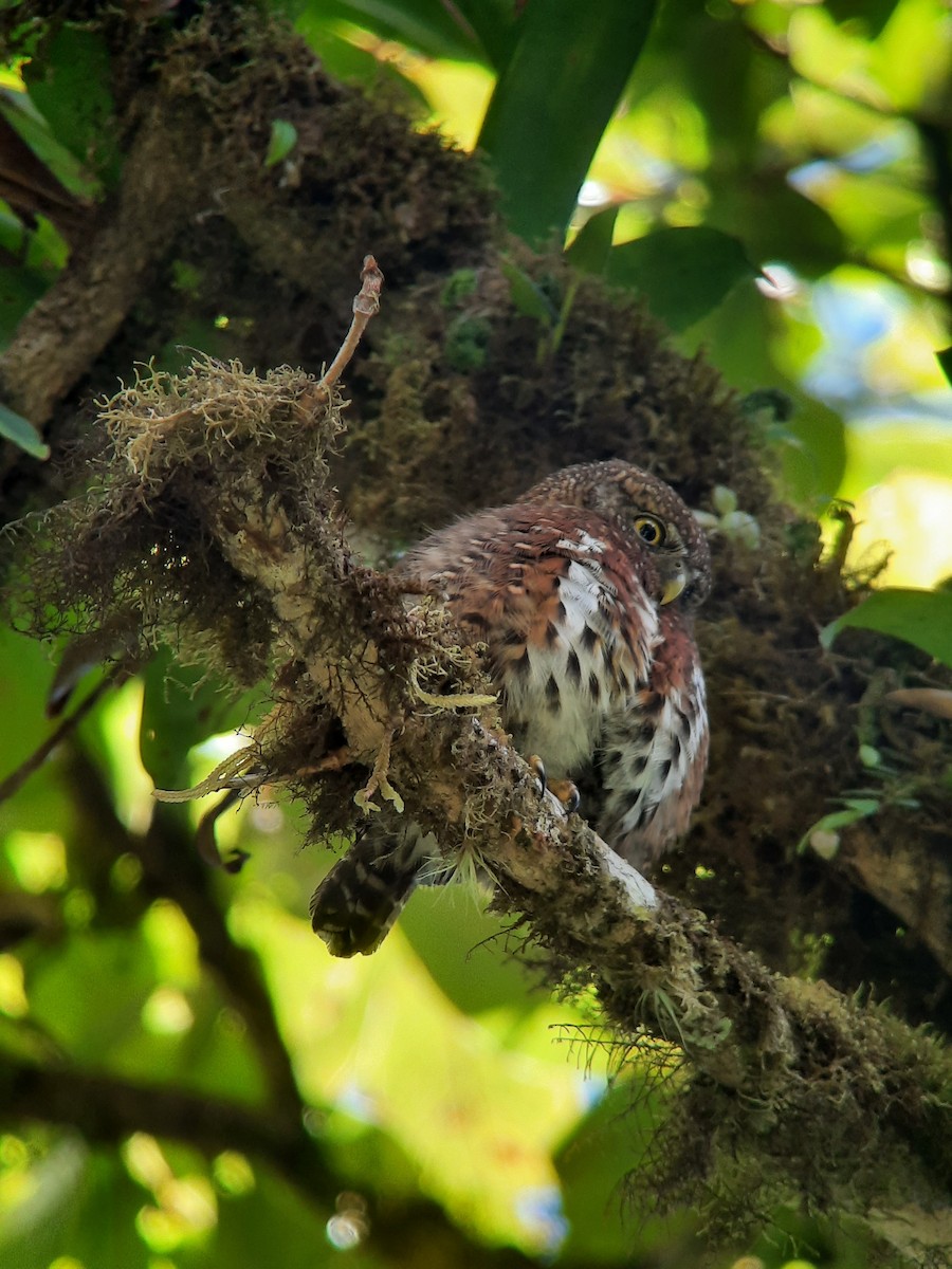 Costa Rican Pygmy-Owl - Sergio Vargas