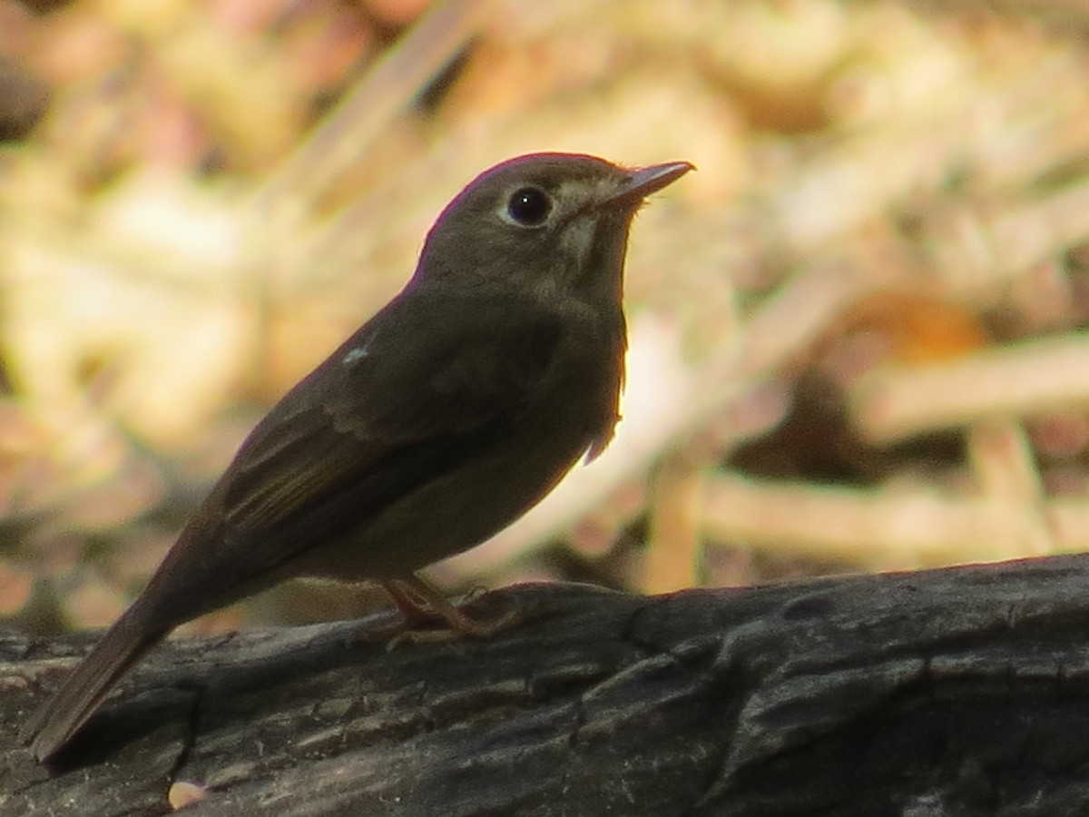 Brown-breasted Flycatcher - Chris Bowden
