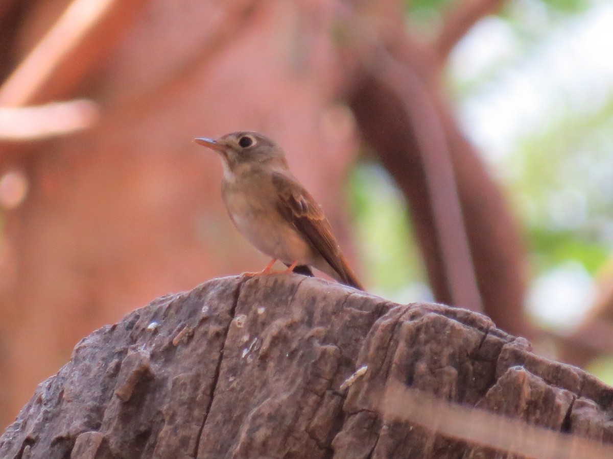 Brown-breasted Flycatcher - Chris Bowden