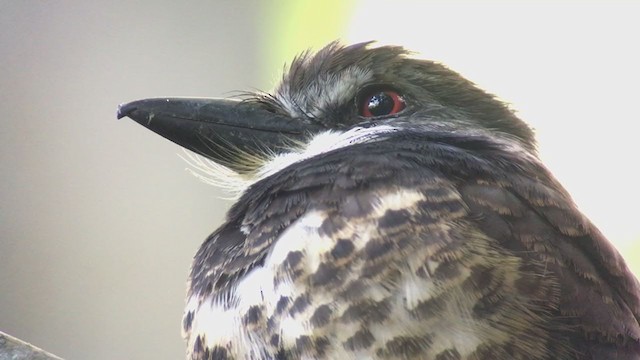 Sooty-capped Puffbird - ML316614521