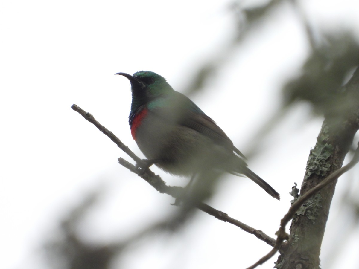 Southern Double-collared Sunbird - ML316615091
