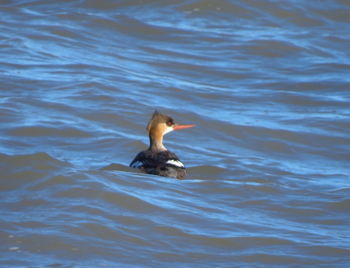 Red-breasted Merganser - Joan M Scharf