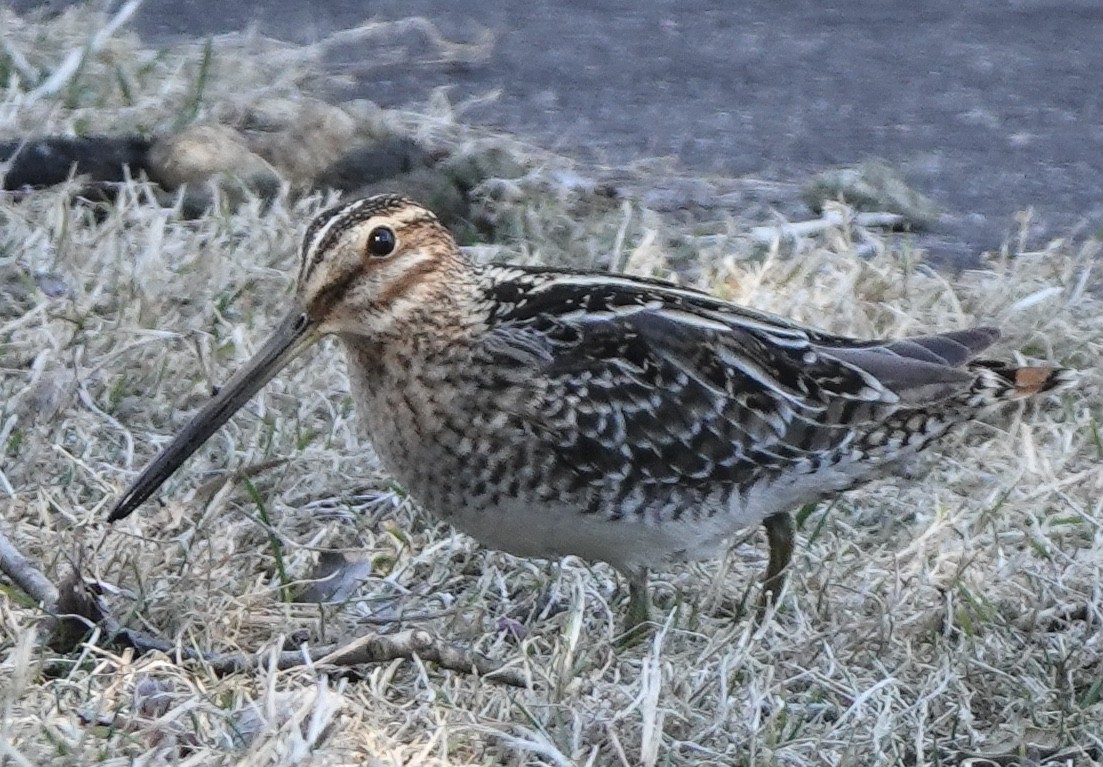 Wilson's Snipe - ML316615561